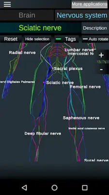 Brain and Nervous System 3D android App screenshot 3