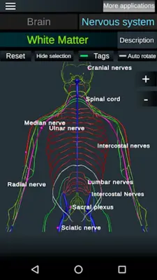 Brain and Nervous System 3D android App screenshot 5